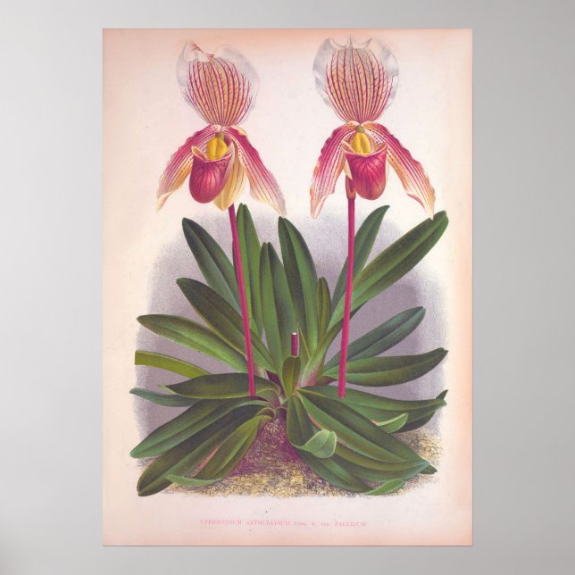 Affiche Vintage Cypripedium Athuranium Pink Slipper Orchid (Devant)