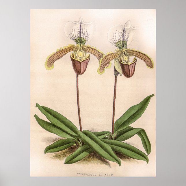 Affiche Vintage Cypripedium Orchid Flower (Devant)