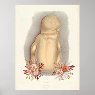 Affiche vintage d'anatomie foetale