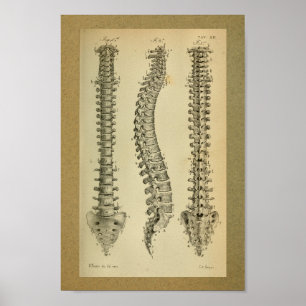 Affiche vintage d'anatomie humaine de la colonne v