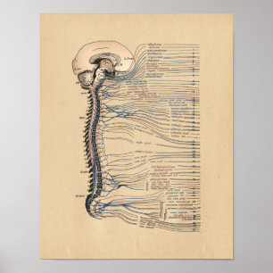 Affiche vintage d'anatomie humaine du système nerv