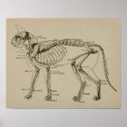 Affiche vintage d'anatomie vétérinaire du squelett