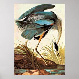 Affiche vintage d'Audubon
