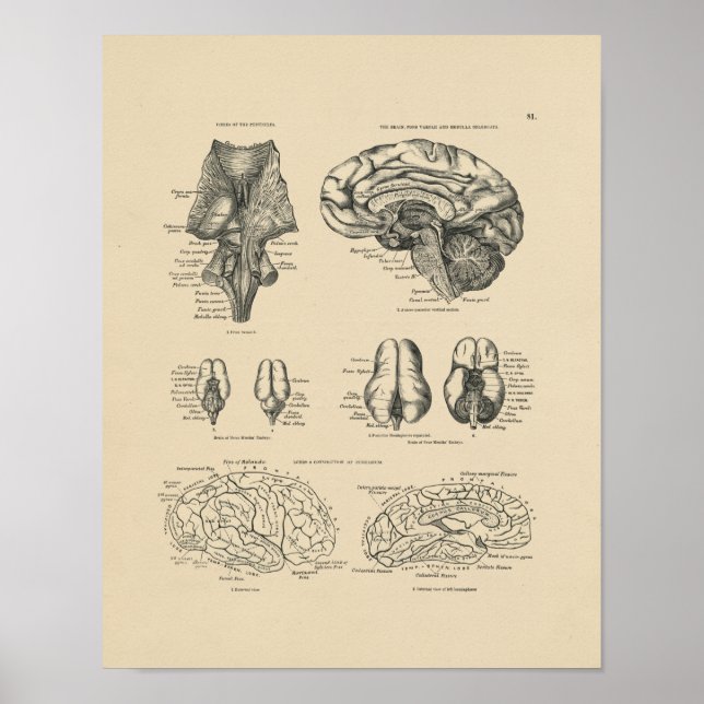 Affiche vintage de l'anatomie du cerveau humain, 1 (Devant)