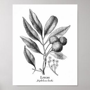 Affiche vintage de lustration botanique Litchi