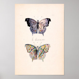 Affiche vintage de papillon