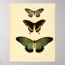 Affiche vintage de papillon