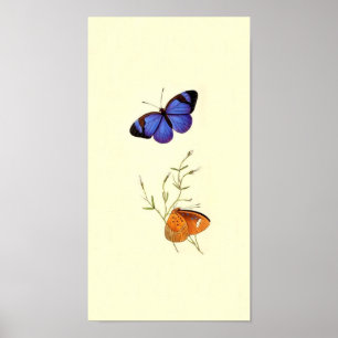 Affiche vintage de papillon