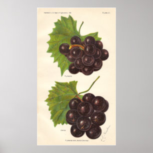 Affiche vintage de raisins