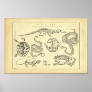 Affiche vintage de squelette de reptiles et d'amph