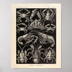 Affiche Vintage Decapoda Ernst Haeckel Imprimer