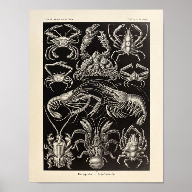 Affiche Vintage Decapoda Ernst Haeckel Imprimer (Devant)