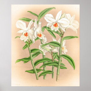 Affiche Vintage Dendrobium Jamesianum Orchidée
