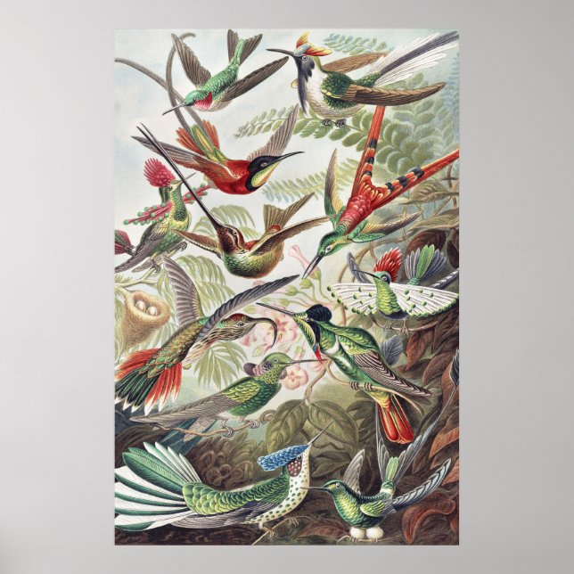 Affiche vintage d'Ernst Haeckel sur les colibris c (Devant)