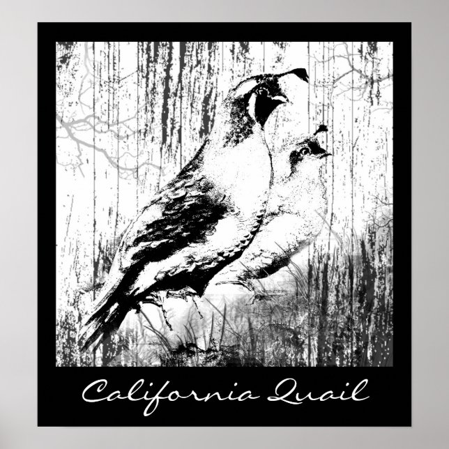Affiche Vintage Design California Quail birds (Devant)