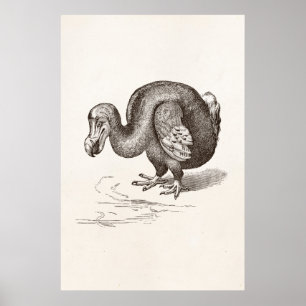 Affiche Vintage Dodo Bird Antique Bird Modèle