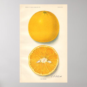 Affiche vintage d'oranges