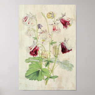 Affiche Vintage Double Carnation-Striped Columbine