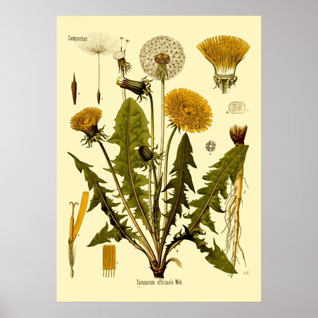 Affiche Vintage époque victorienne 1887 Dandelion Botanica (Devant)