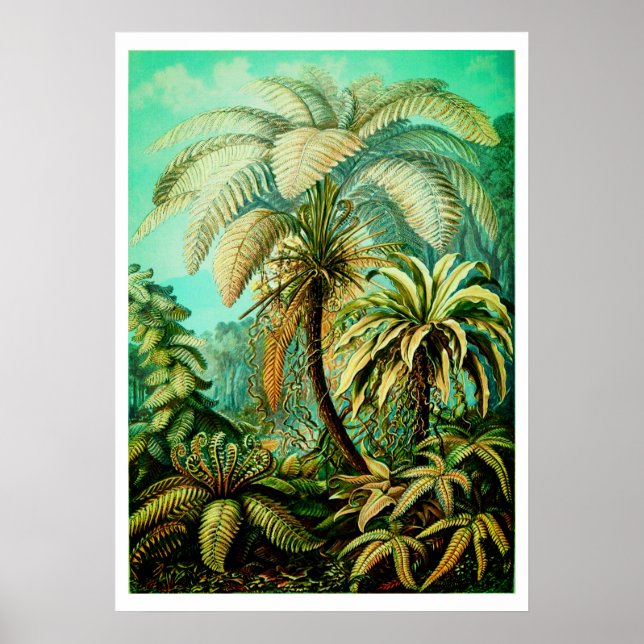 Affiche Vintage Ernst Haeckel Botanical Palms (Devant)