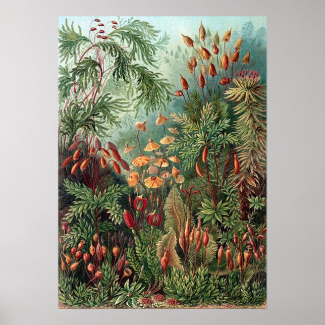 Affiche Vintage Ernst Haeckel Moss (Devant)