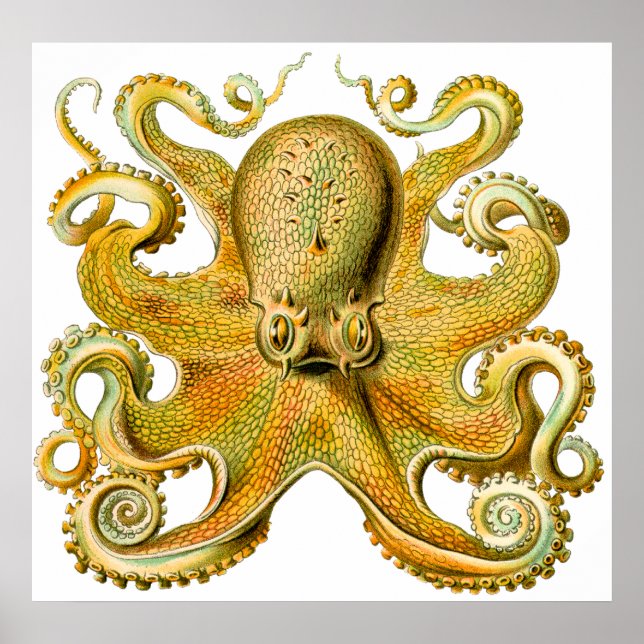 Affiche Vintage Ernst Haeckel Octopus en jaune (Devant)