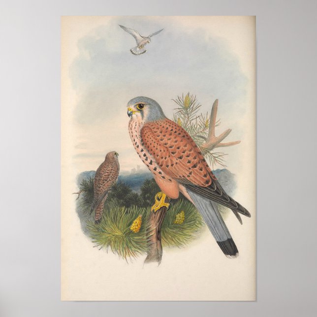 Affiche Vintage Faucon Kestrel (Devant)