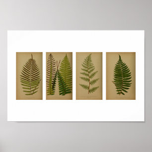 Affiche Vintage Ferns Botanical Print