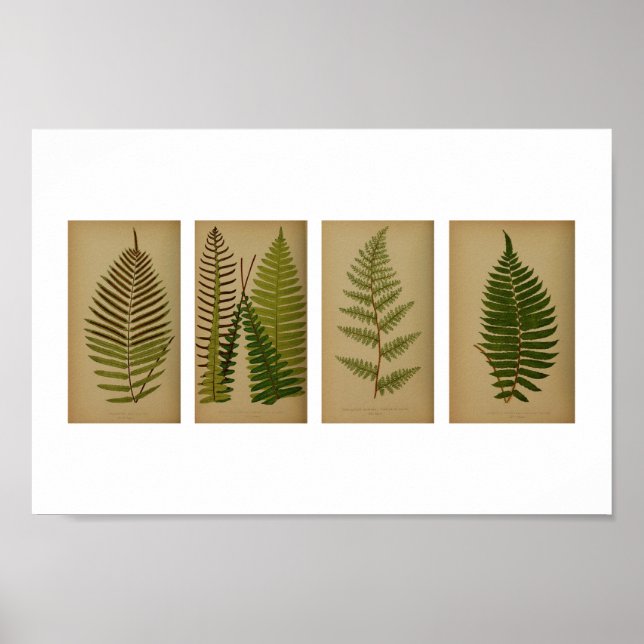 Affiche Vintage Ferns Botanical Print (Devant)