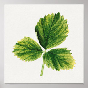 Affiche Vintage Feuilles de fraises Aquarelle Peinture