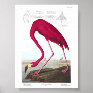 Affiche Vintage Flamingo Illustration Animals Nature
