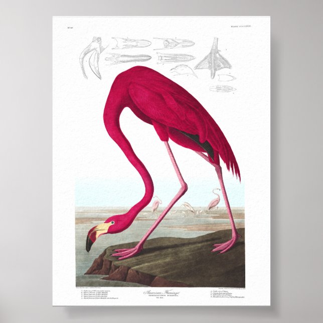 Affiche Vintage Flamingo Illustration Animals Nature (Devant)