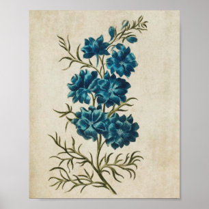Affiche Vintage floral double larkspur imprimé
