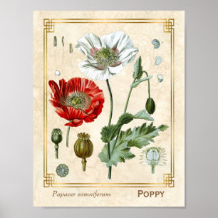 Affiche Vintage Floral Illustration Red Poppy Flower Art