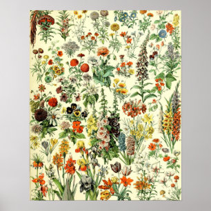 Affiche Vintage Flowers Old Illustration Art