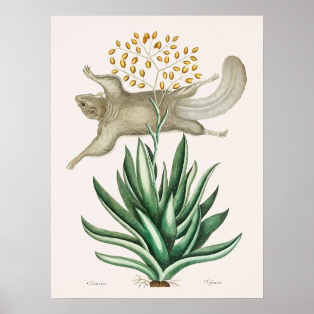 Affiche Vintage Flying Squirrel Illustration (Devant)
