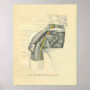 Affiche Vintage Frohse Anatomical Anterior Shoulder