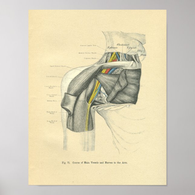 Affiche Vintage Frohse Anatomical Anterior Shoulder (Devant)