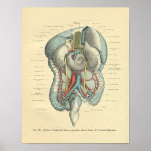 Affiche Vintage Frohse Anatomie Intestins Organes