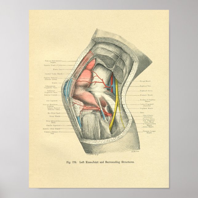 Affiche Vintage Frohse Anatomy of Knee Joint (Devant)