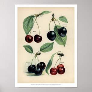 Affiche vintage Fruits - Cerise