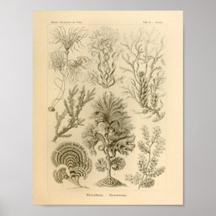 Affiche Vintage Fucoideae Color Ernst Haeckel Print