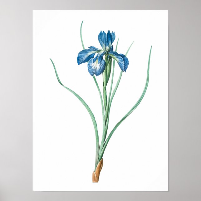Affiche Vintage Garden Flower | Dark Purple Iris (Devant)