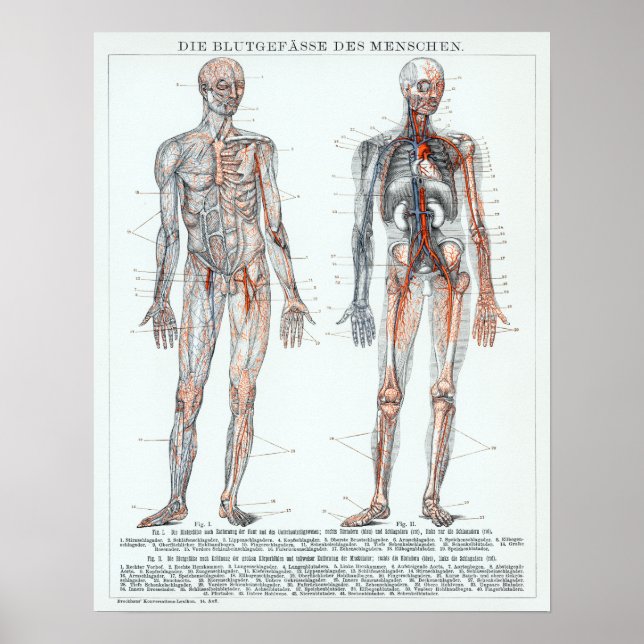 Affiche Vintage German Human Anatomy Chart (Devant)