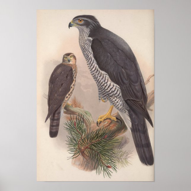 Affiche Vintage Goshawk Bird (Devant)