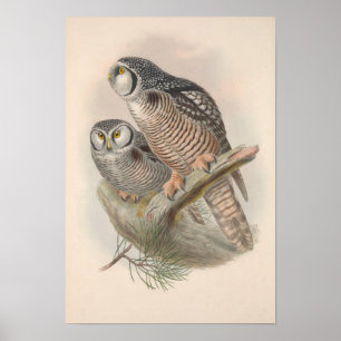 Affiche Vintage Hawk Owl Bird