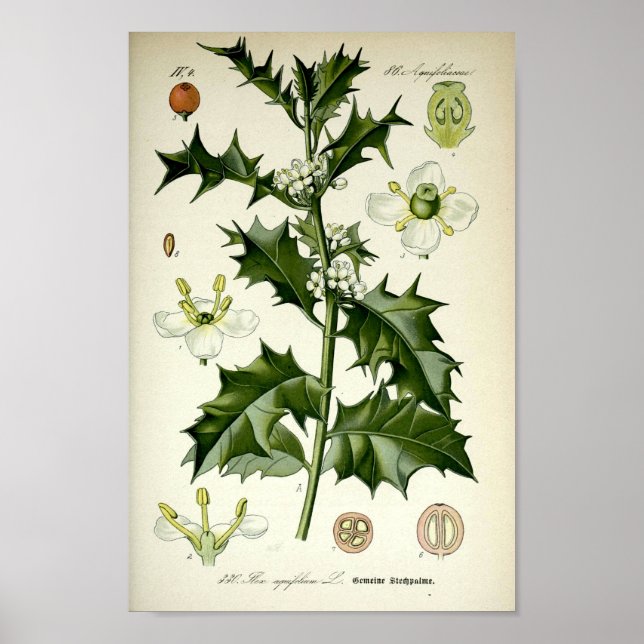 Affiche Vintage Holly Botanical Art (Devant)
