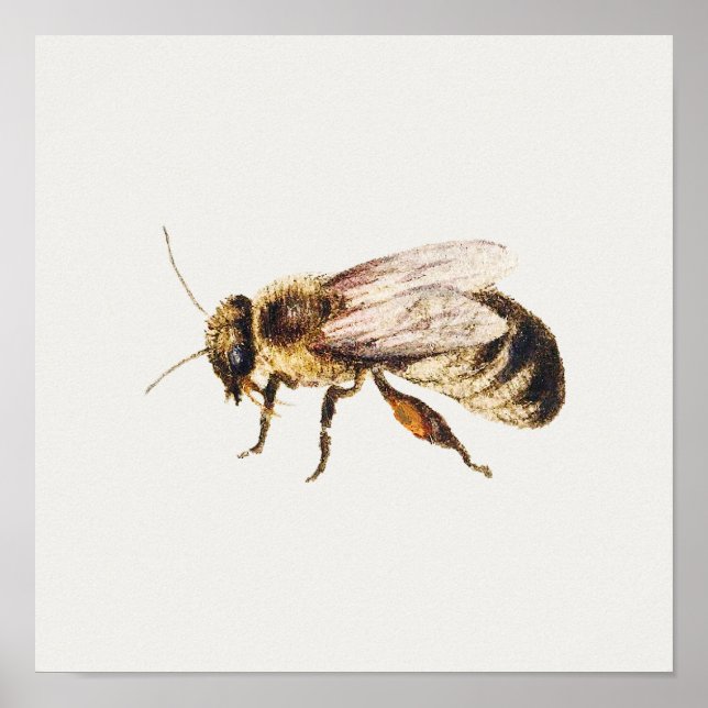 Affiche Vintage Honey Bee Illustration (Devant)