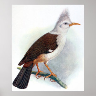 Affiche Vintage Hoopoe Starling Bird