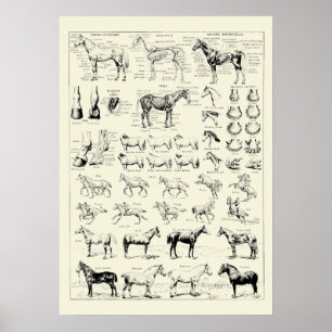 Affiche Vintage Horse Anatomy